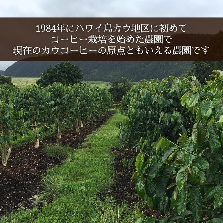 カウコーヒー 大容量 ハワイアンコーヒー ハワイ コーヒー 豆 珈琲 土産 高級 希少 焙煎豆 アイカネ プランテーション 100％ カウコーヒー 16oz 454g_3
