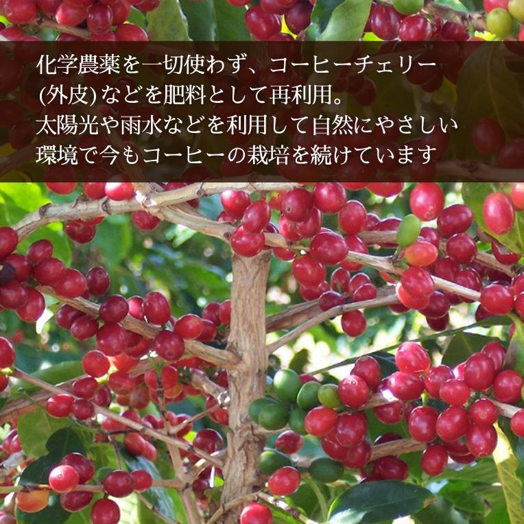 カウコーヒー 大容量 ハワイアンコーヒー ハワイ コーヒー 豆 珈琲 土産 高級 希少 焙煎豆 アイカネ プランテーション 100％ カウコーヒー 16oz 454g_4