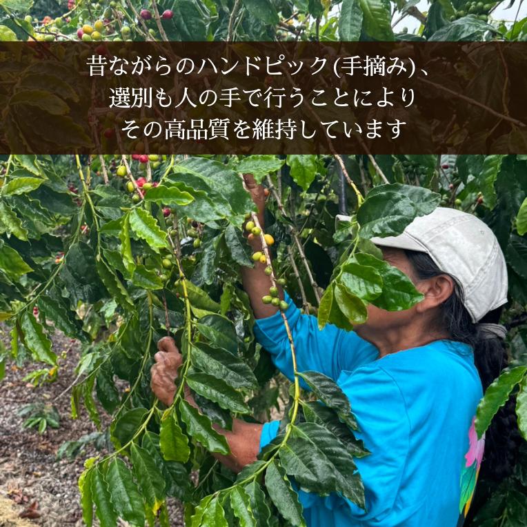 カウコーヒー 大容量 ハワイアンコーヒー ハワイ コーヒー 豆 珈琲 土産 高級 希少 焙煎豆 アイカネ プランテーション 100％ カウコーヒー 16oz 454g_5