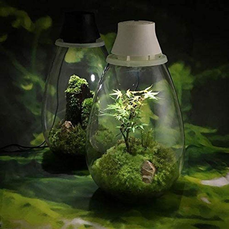 Mosslight-モスライト　LED照明付苔テラリウム　日本製　Moss　with　LED　lighting　UN　Terrarium