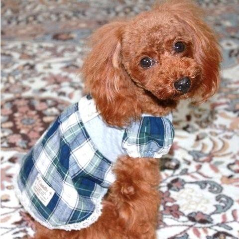 GTパフスリーブワンピ　SS〜Ｌ　犬　ワンピース |  | 02