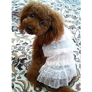 レース＆レースワンピ　SS〜M　犬　ワンピース |  | 02