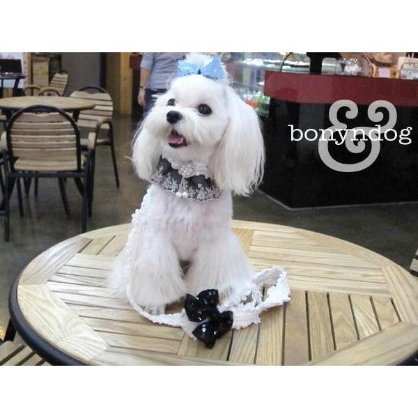 bonyndog　peal ラグジュアリーレース カラー＆リードセット　S〜XL　 |  | 02