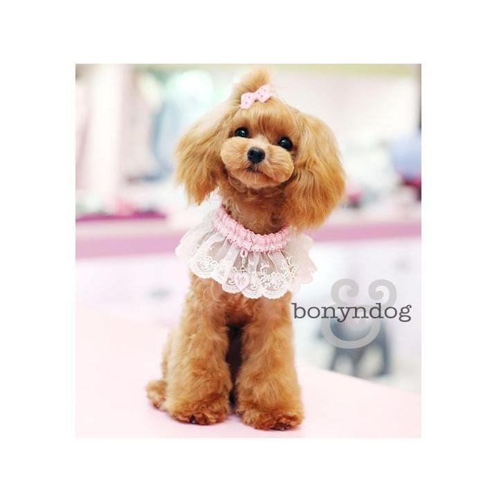bonyndog　daisyレースチョーカー　S・L　 | 