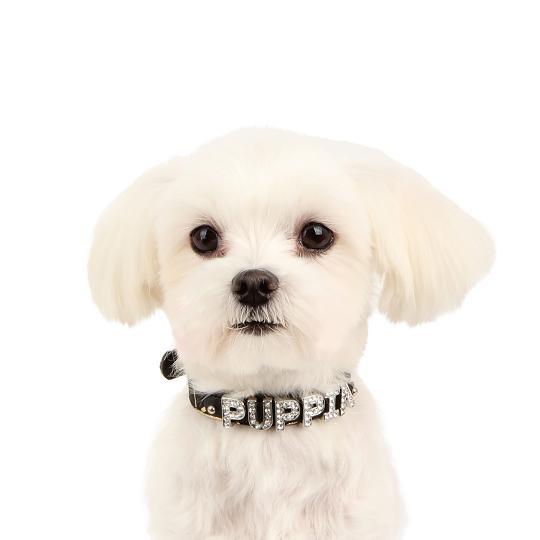 （メール便）【50%OFF】【PUPPIA パピア】ゾーイ　イニシャルカラー（犬用首輪）　S |  | 01