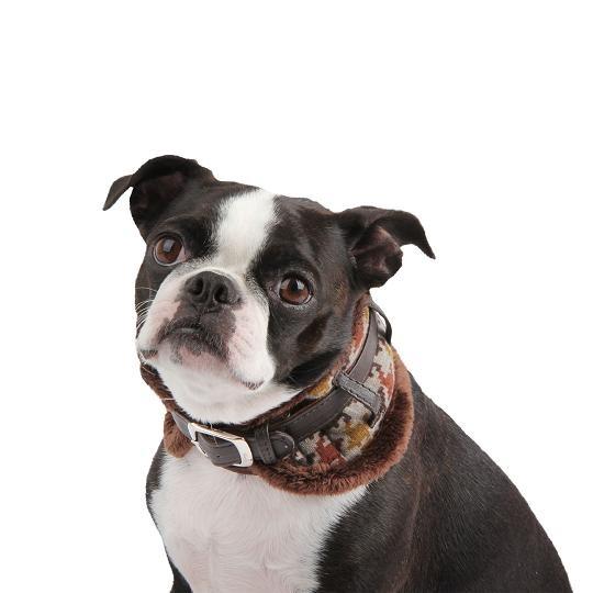 【50%OFF】【ＰＵＰＰＩＡ】TESSELLネックガードカラー（犬用首輪）　ＸＬ (AC057) | 