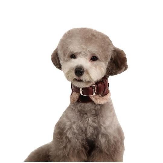 【50%OFF】【PUPPIA パピア】BARRONネックガードカラー（犬用首輪）　ＸＬ（AC055) | 