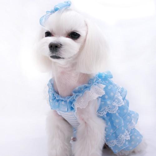シフォンドットフリルワンピース XS〜L 犬 服 : Pet Healing(ペット