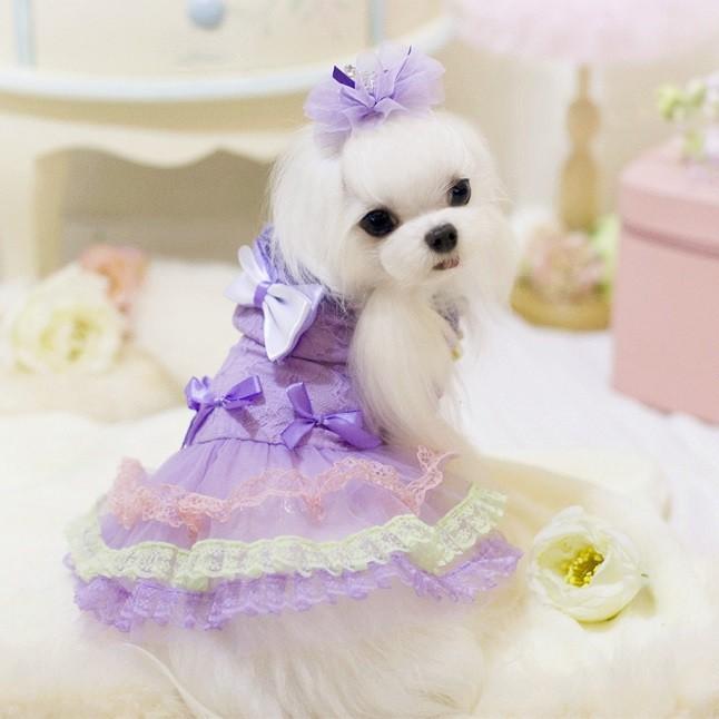 リボンの3段レースワンピ（ハンガー無）　ＸＳ〜ＸＬ 犬 春夏服 |  | 02