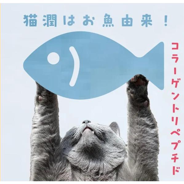 猫潤】18g ＊ずっと元気で側にいてほしいから 猫ちゃんの【エイジング