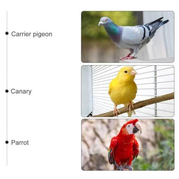 100個入り】家禽用足輪 鳥 鳥用 個体識別リング 8mm 識別用 カラフル 