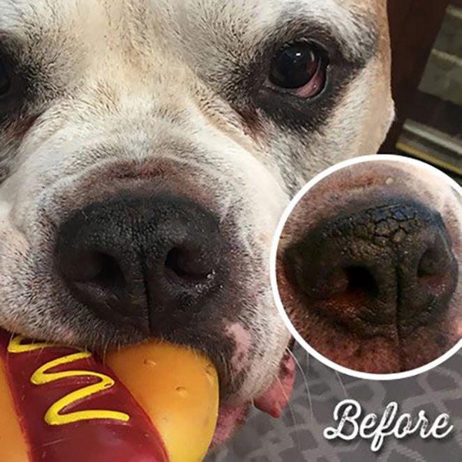 natural DOG COMPANY ナチュラルドッグカンパニーSnout Soother_お鼻ケアバーム 118ml 缶 |  | 05