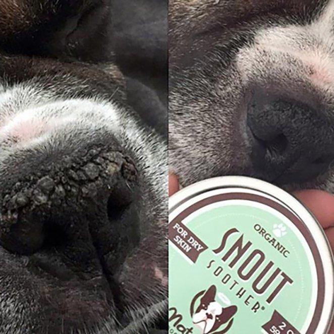 natural DOG COMPANY ナチュラルドッグカンパニーSnout Soother_お鼻ケアバーム 118ml 缶 |  | 06