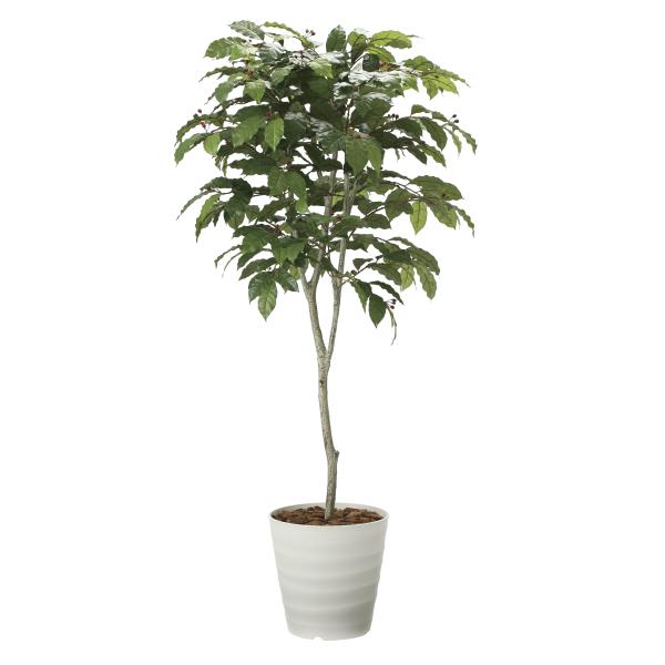 《工芸緑であること》《人工観葉草木》光触媒 光のエデンの園 コ−ヒ−ツリ−１．８ 花、ガーデニング-人工観葉、フェイクグリーン