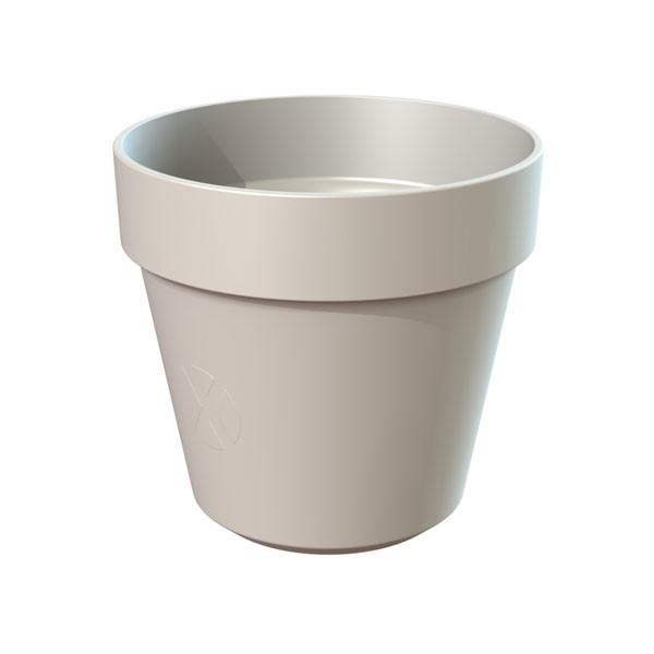 ブラヘア　カルカレア　シルバー　15号鉢つき　特大レア株❗ ブラヘア カルカレア シルバー 15号鉢つき 特大レア株❗売り切り特価❗