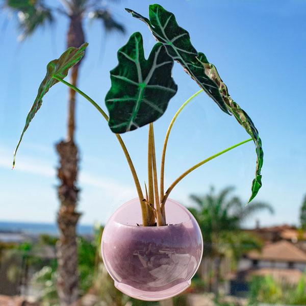 URBZ(アーブス) 壁に貼るプランター クリア/ホワイト/グリーン/ピンク