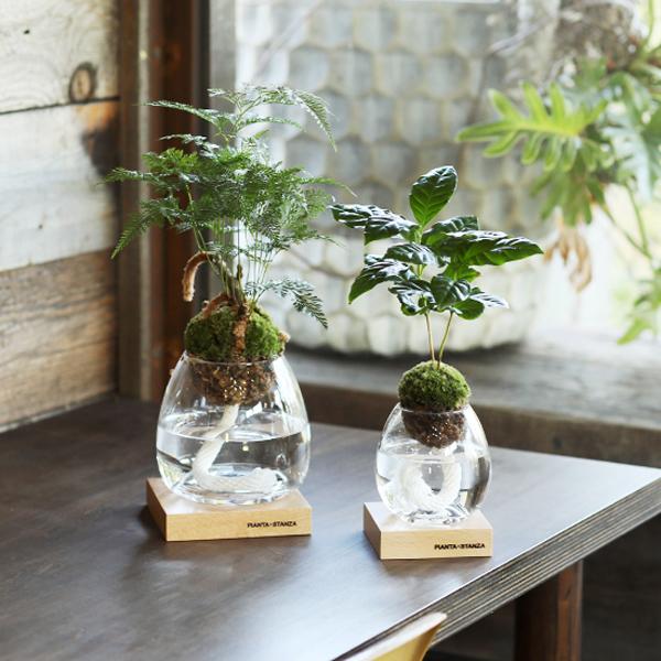 Pianta Stanza ピアンタスタンツァ トーチ M 苔玉のみ シェフレラ類 Upstairs Outdoor Living 通販 Yahoo ショッピング