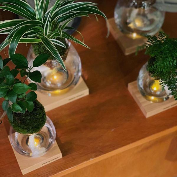 Pianta Stanza ピアンタスタンツァ トーチ M 苔玉のみ シェフレラ類 Upstairs Outdoor Living 通販 Yahoo ショッピング