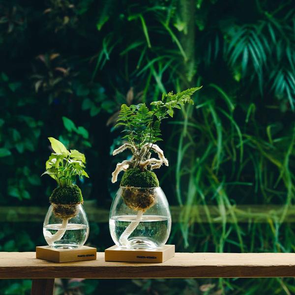 Pianta Stanza ピアンタスタンツァ トーチ M 苔玉のみ シェフレラ類 Upstairs Outdoor Living 通販 Yahoo ショッピング