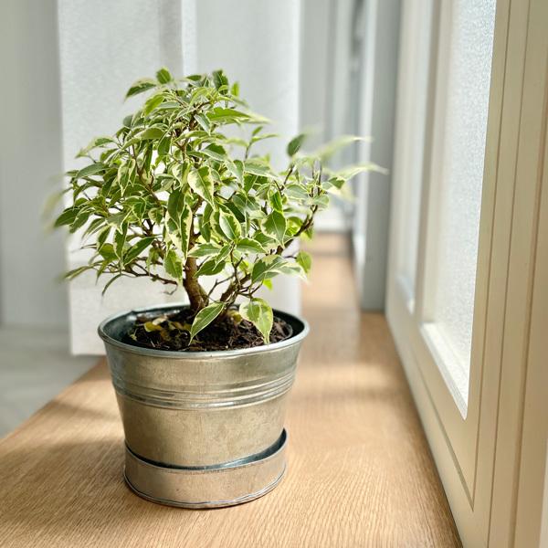 Clover クローバー ブリキプランター ウィズソーサー F13 シルバー ブラック 鉢カバー 鉢 おしゃれ プランターカバー ブリキ 室内 植物 Upstairs Outdoor Living 通販 Yahoo ショッピング