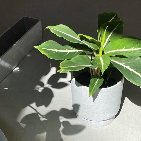 Affari(アファリ) ラケルポット Φ30×H35 ライトグレー 9号 鉢カバー プランターカバー ポット 観葉植物 室内 屋内 おしゃれ