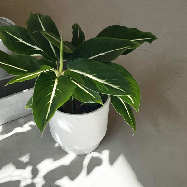 Affari(アファリ) ラケルポット Φ30×H35 ライトグレー 9号 鉢カバー プランターカバー ポット 観葉植物 室内 屋内 おしゃれ 鉢カバー プランターカバー おしゃれ