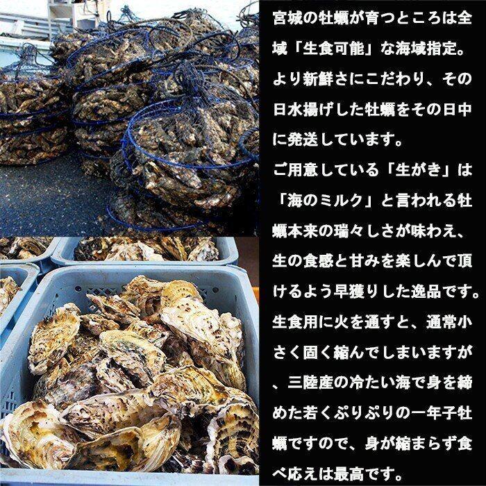 牡蠣 宮城県 三陸・牡鹿半島産 殻付き生牡蠣 無選別 ５kg /箱 産地直送 送料無料｜cmtdesign｜16