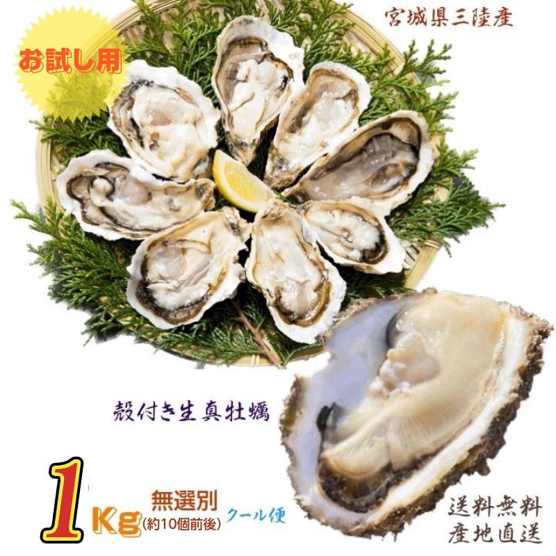 牡蠣 お試し用 宮城県 三陸・牡鹿半島産 殻付き生食用牡蠣 無選別 １kg /箱 産地直送 送料無料 | 