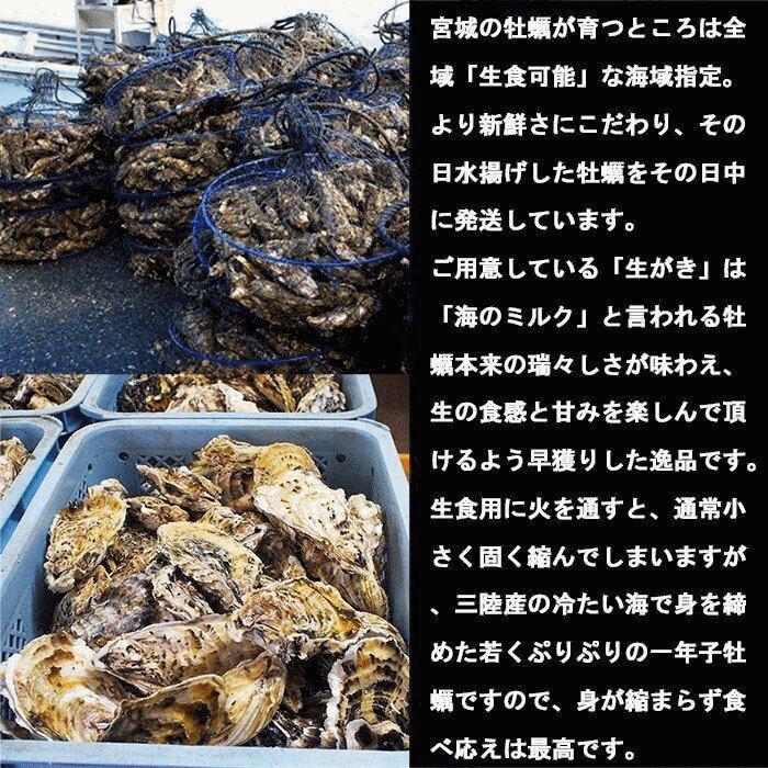 牡蠣 お試し用 宮城県 三陸・牡鹿半島産 殻付き生食用牡蠣 無選別 １kg /箱 産地直送 送料無料 |  | 03