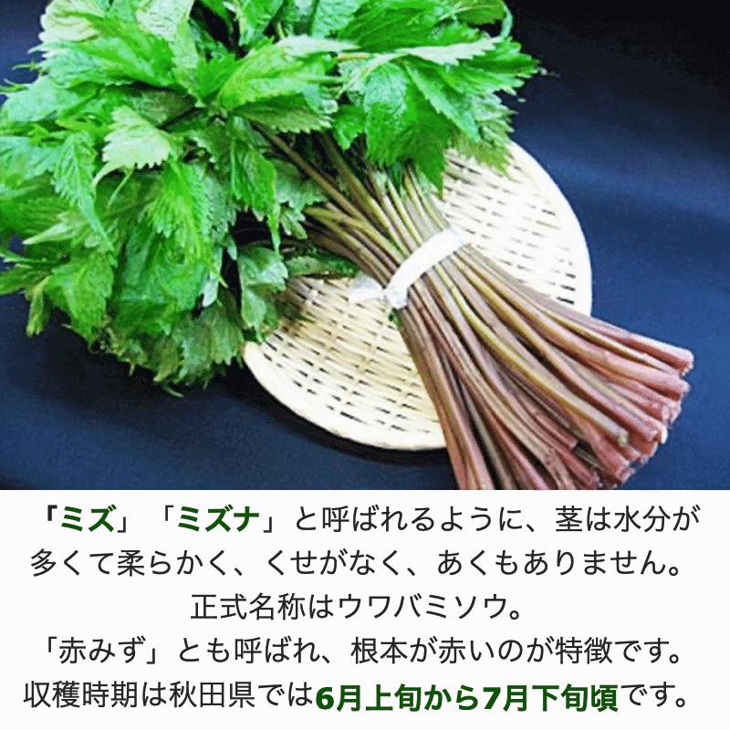 天然山菜 完全予約販売 秋田県産天然みず ウワバミソウ ３Kg 産地直送 送料無料の画像