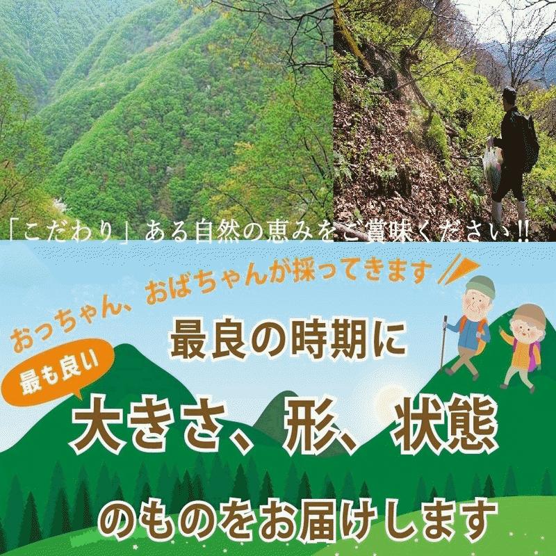 天然山菜 完全予約販売 秋田県産天然みず ウワバミソウ ３Kg 産地直送 送料無料の画像