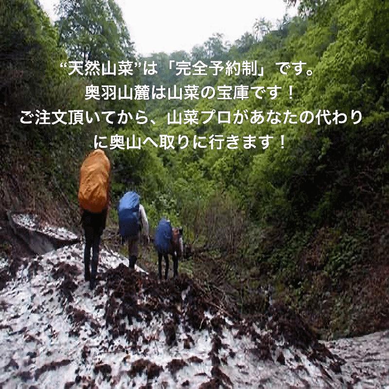 天然山菜 完全予約販売 秋田県産天然みず ウワバミソウ ５Kg 産地直送 送料無料の画像