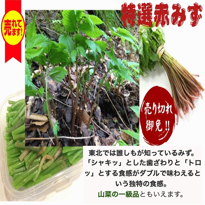 天然山菜 完全予約販売 秋田県産天然みず ウワバミソウ ５Kg 産地直送 送料無料の画像