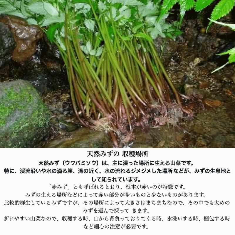 天然山菜 完全予約販売 秋田県産天然みず ウワバミソウ １０Kg 産地直送 送料無料の画像