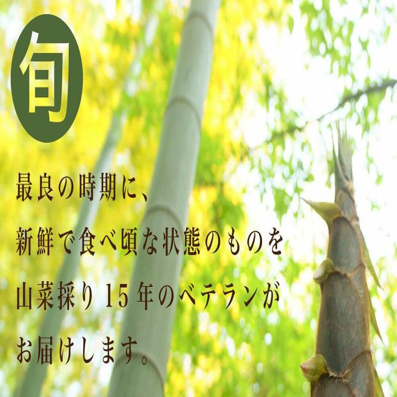 早期予約販売 天然山菜 天然山うど塩蔵/5Kｇ 自然の恵み 山形県飯豊連峰便 送料無料の画像