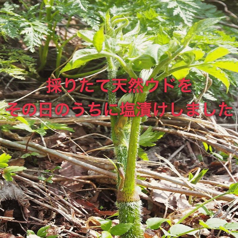 早期予約販売 天然山菜 天然山うど塩蔵/5Kｇ 自然の恵み 山形県飯豊連峰便 送料無料の画像