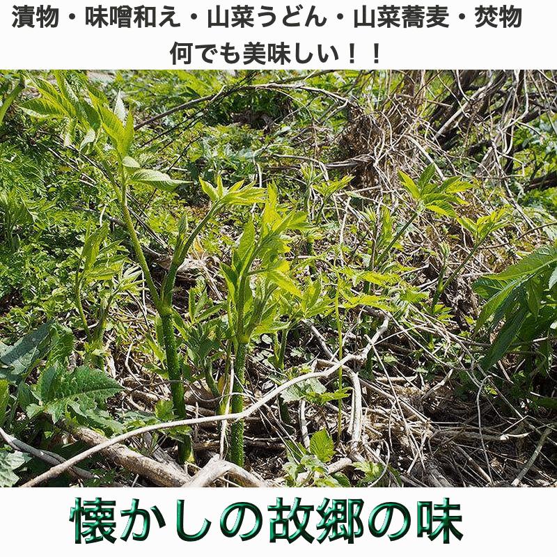 早期予約販売 天然山菜 天然山うど塩蔵/5Kｇ 自然の恵み 山形県飯豊連峰便 送料無料の画像