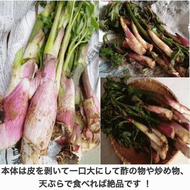早期予約販売 天然山菜 天然山うど塩蔵/5Kｇ 自然の恵み 山形県飯豊連峰便 送料無料の画像