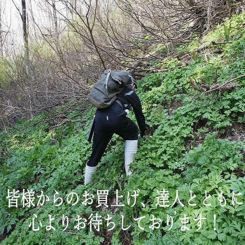 早期予約販売 天然山菜 天然山うど塩蔵/5Kｇ 自然の恵み 山形県飯豊連峰便 送料無料の画像