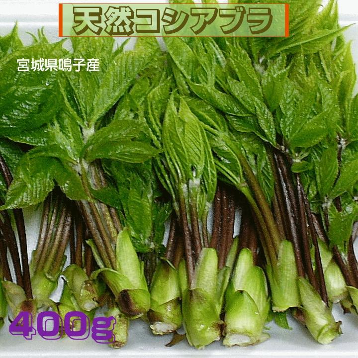 山菜 早期予約 宮城県奥羽山麓産 天然山菜 山菜の女王　こしあぶら 400ｇ 自然の恵み　限定販売 送料無料（Yahoo!・こだわり市場Yahoo!店）