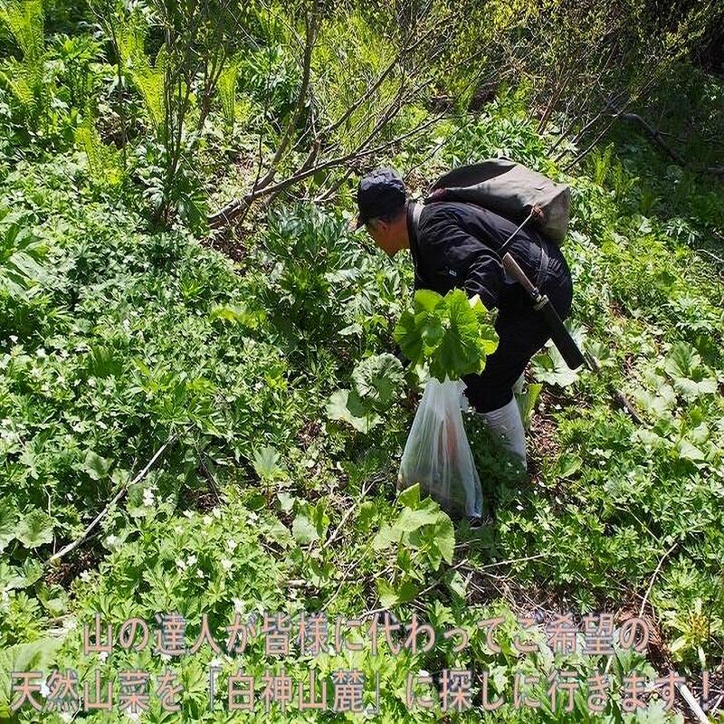 早期予約受付中　天然山菜　天然生わらび/１Kｇ　自然の恵み　限定予約販売　送料無料｜cmtdesign｜05