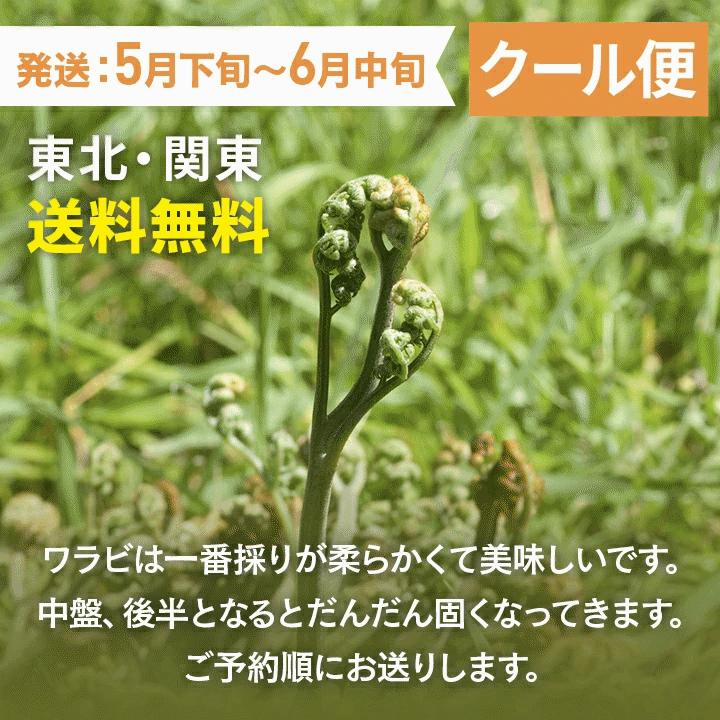 早期予約受付中 天然山菜 天然生わらび/5Kｇ 自然の恵み 限定予約販売 送料無料の画像