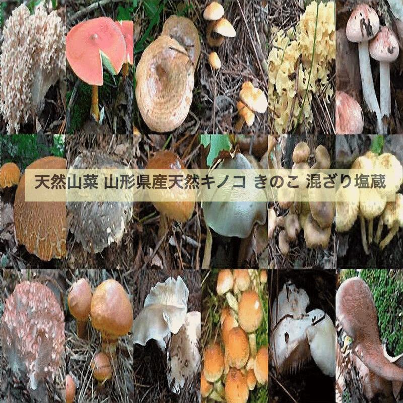 きのこ 予約販売 天然山菜 山形県産天然キノコ 混ざり塩蔵5Kg 自然の