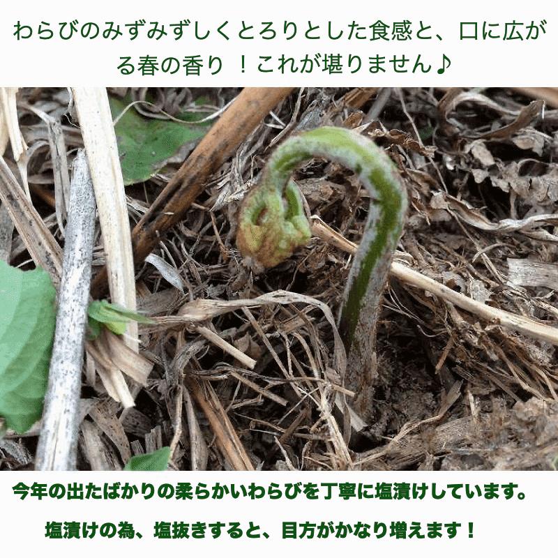 天然山菜 わらびの塩漬け/4Kｇ 自然の恵み 限定予約販売 山形県飯豊町産 送料無料の画像