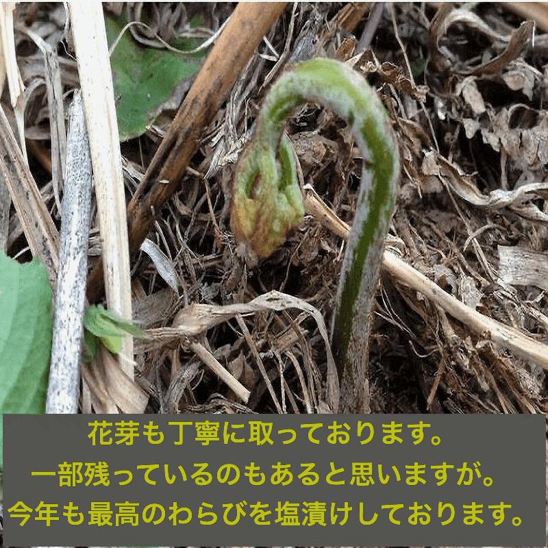 天然山菜 わらびの塩漬け/4Kｇ 自然の恵み 限定予約販売 山形県飯豊町産 送料無料の画像