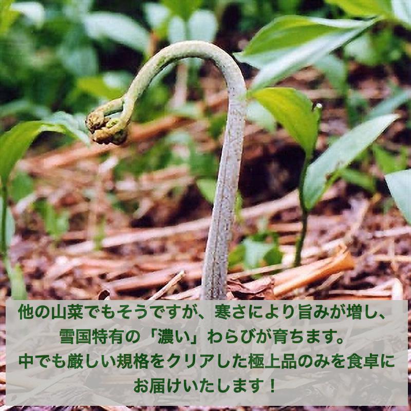 天然山菜 わらびの塩漬け/4Kｇ 自然の恵み 限定予約販売 山形県飯豊町産 送料無料の画像