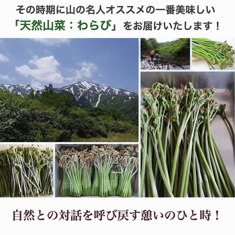 天然山菜 わらびの塩漬け/4Kｇ 自然の恵み 限定予約販売 山形県飯豊町産 送料無料の画像