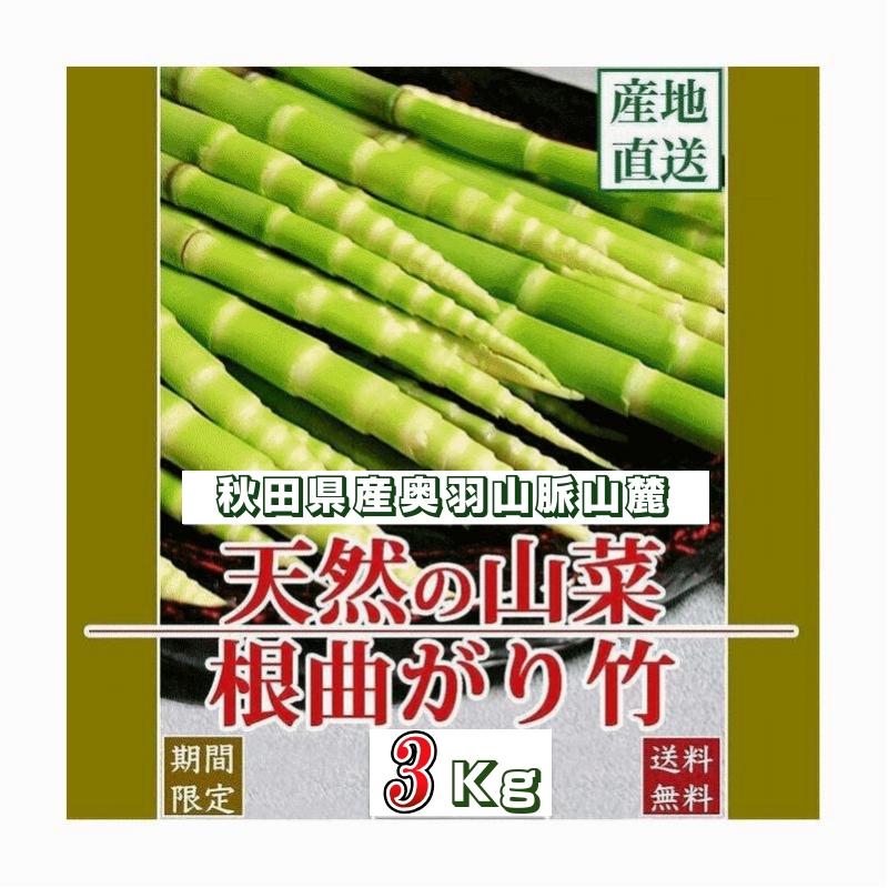 天然山菜 天然根曲がり竹/3Kg自然の恵み 限定予約販売 山形県飯豊連峰 