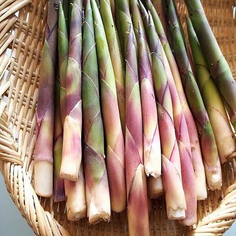 天然山菜 天然根曲がり竹/3Kg自然の恵み 限定予約販売 山形県飯豊連峰 