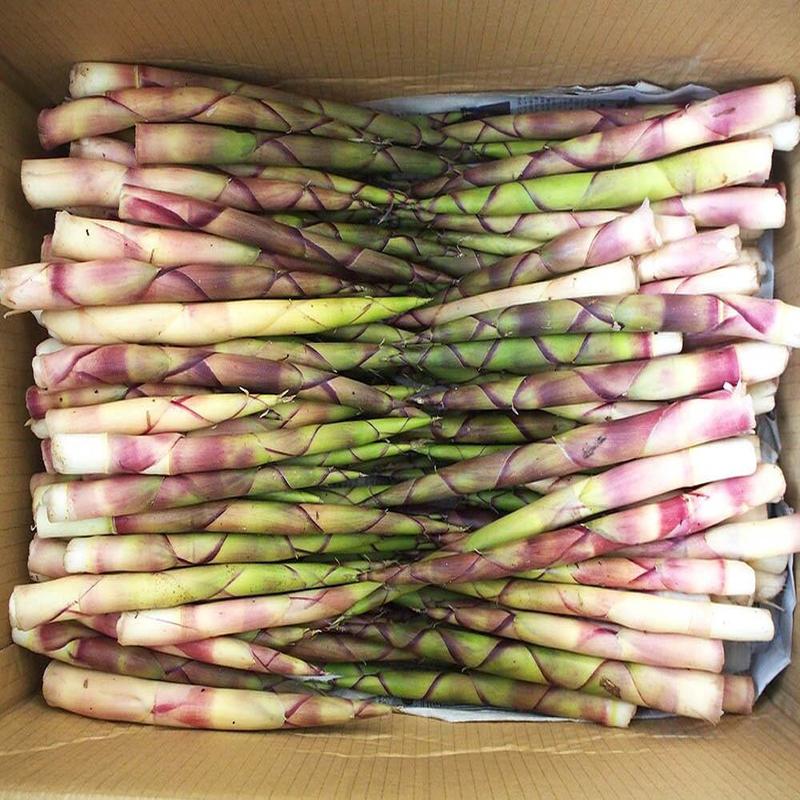 天然山菜 天然根曲がり竹/3Kg自然の恵み 限定予約販売 山形県飯豊連峰 